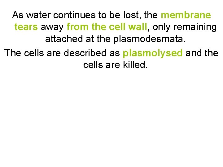 As water continues to be lost, the membrane tears away from the cell wall,