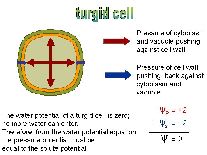 Pressure of cytoplasm and vacuole pushing against cell wall Pressure of cell wall pushing