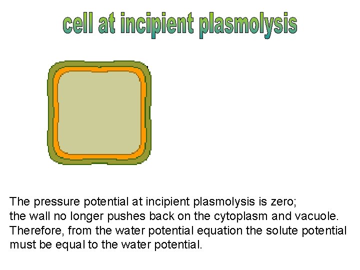 The pressure potential at incipient plasmolysis is zero; the wall no longer pushes back