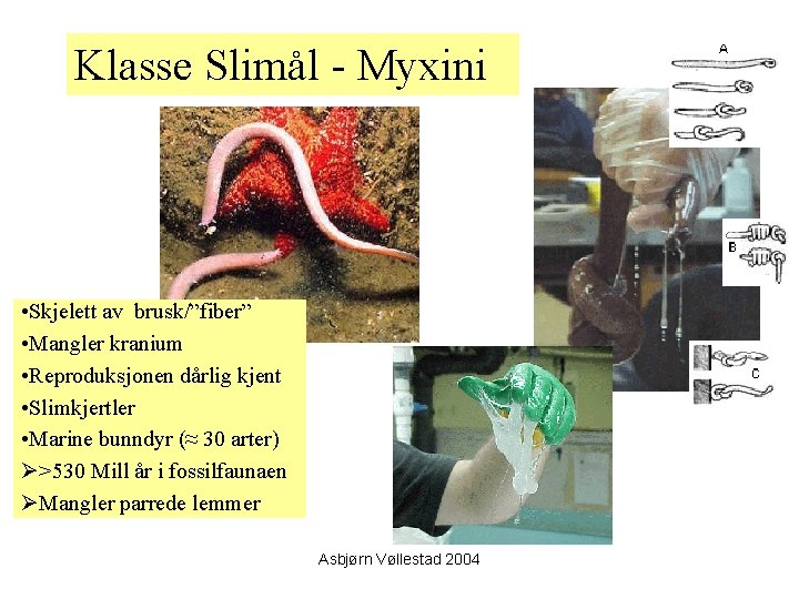 Klasse Slimål - Myxini • Skjelett av brusk/”fiber” • Mangler kranium • Reproduksjonen dårlig