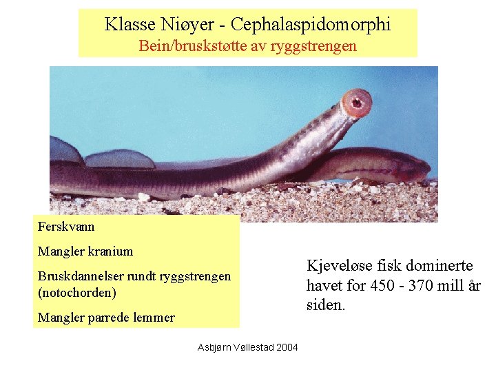 Klasse Niøyer - Cephalaspidomorphi Bein/bruskstøtte av ryggstrengen Ferskvann Mangler kranium Bruskdannelser rundt ryggstrengen (notochorden)