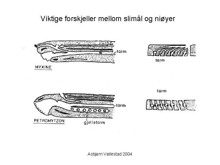 Viktige forskjeller mellom slimål og niøyer Asbjørn Vøllestad 2004 