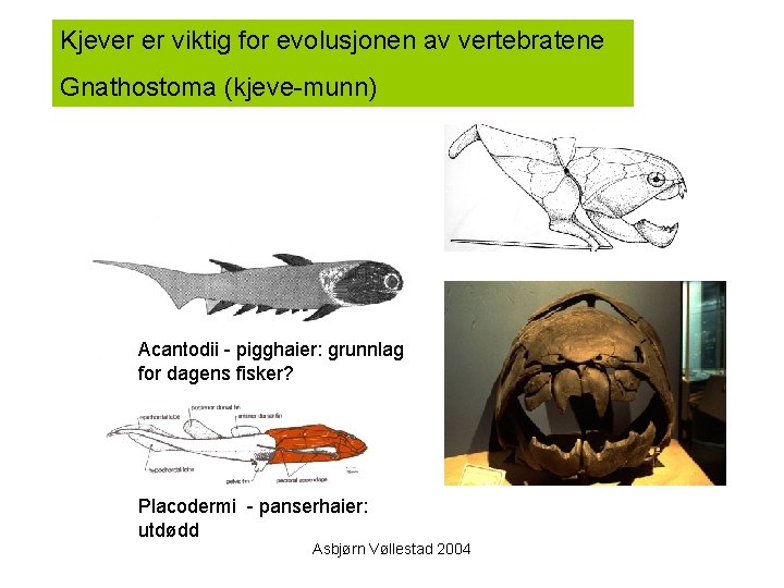 Kjever er viktig for evolusjonen av vertebratene Gnathostoma (kjeve-munn) Acantodii - pigghaier: grunnlag for