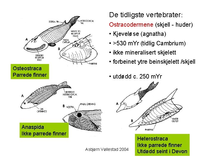 De tidligste vertebrater: Ostracodermene (skjell - huder) • Kjeveløse (agnatha) • >530 m. Yr