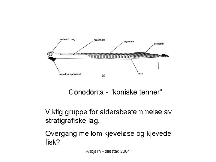 Conodonta - “koniske tenner” Viktig gruppe for aldersbestemmelse av stratigrafiske lag. Overgang mellom kjeveløse