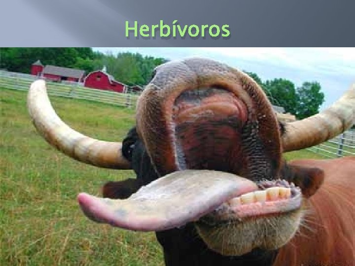 Herbívoros 