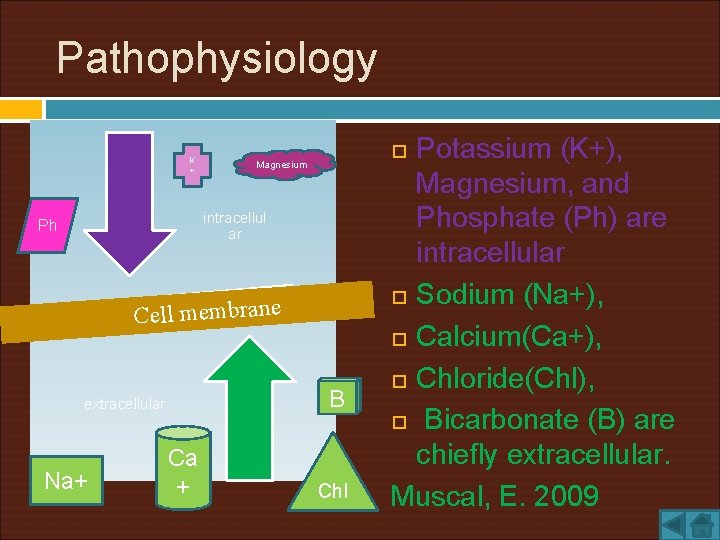 Pathophysiology K + intracellul ar Ph Cell membrane B extracellular Na+ Ca + Potassium