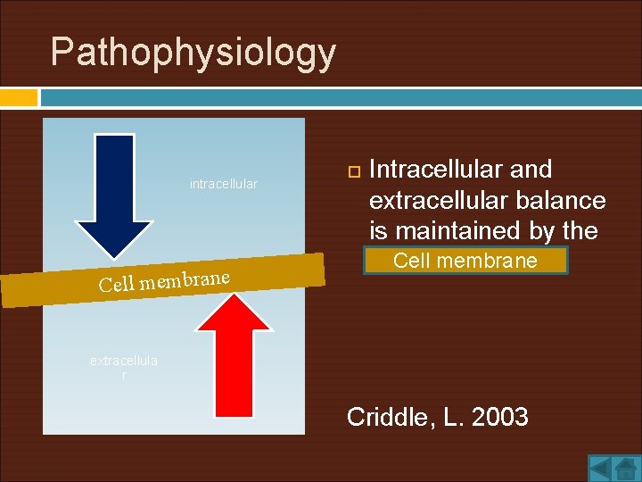 Pathophysiology intracellular Cell membrane Intracellular and extracellular balance is maintained by the Cell membrane