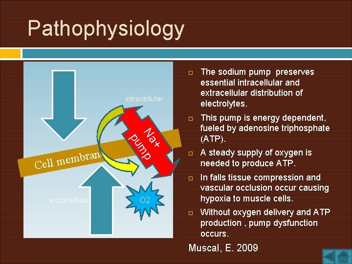 Pathophysiology intracellular Cel + Na p m pu ane r b m e lm