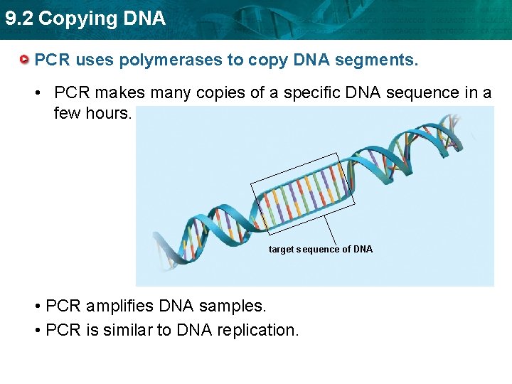 9. 2 Copying DNA PCR uses polymerases to copy DNA segments. • PCR makes