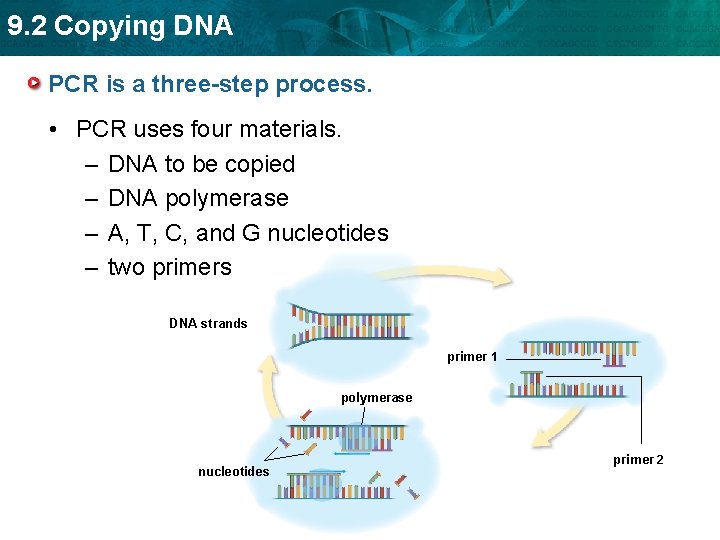 9. 2 Copying DNA PCR is a three-step process. • PCR uses four materials.