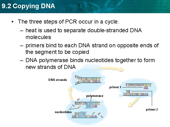 9. 2 Copying DNA • The three steps of PCR occur in a cycle.