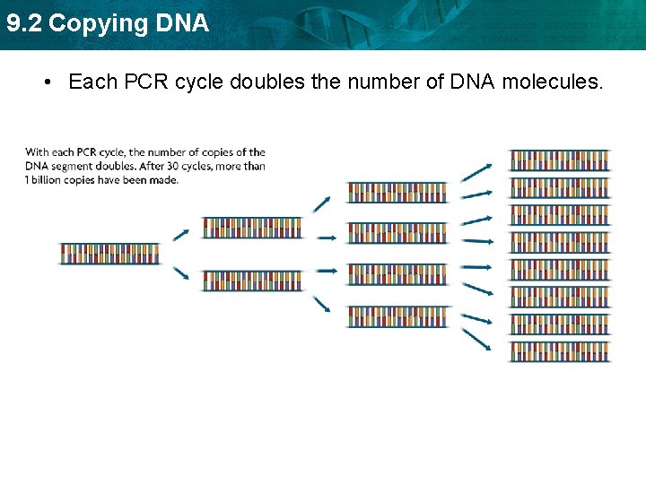 9. 2 Copying DNA • Each PCR cycle doubles the number of DNA molecules.