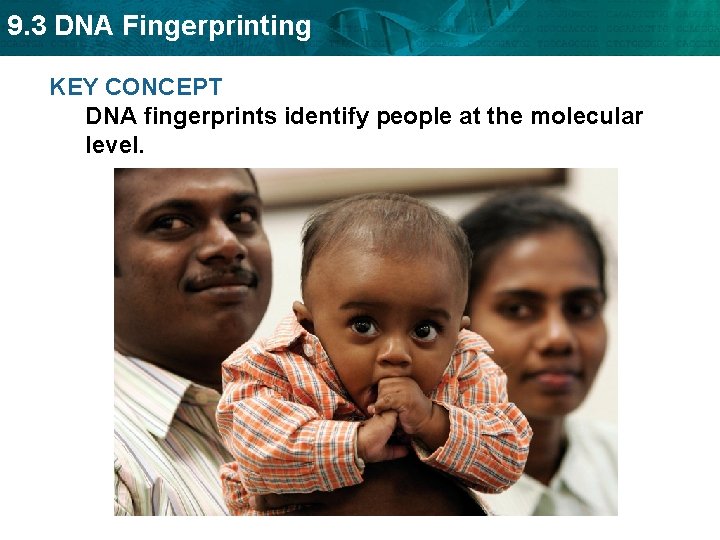 9. 3 DNA Fingerprinting KEY CONCEPT DNA fingerprints identify people at the molecular level.