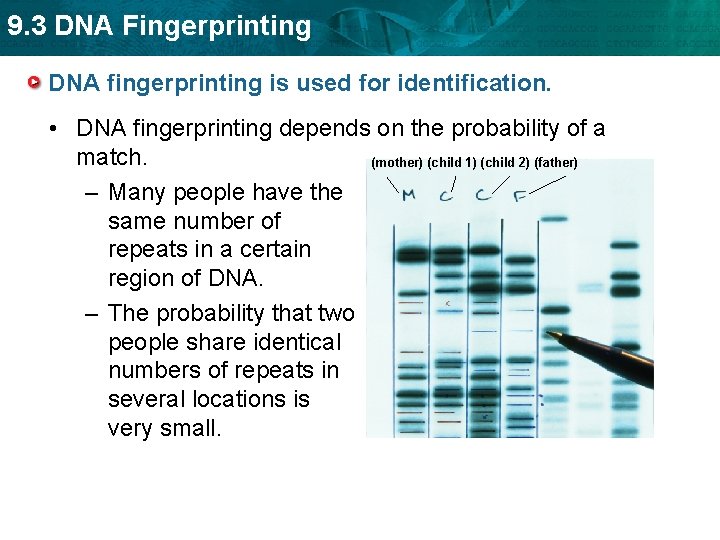 9. 3 DNA Fingerprinting DNA fingerprinting is used for identification. • DNA fingerprinting depends