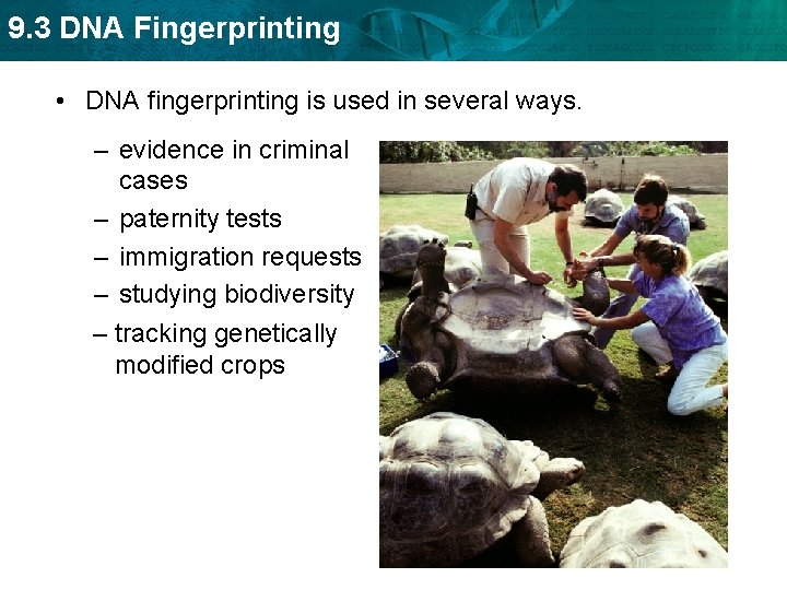9. 3 DNA Fingerprinting • DNA fingerprinting is used in several ways. – evidence