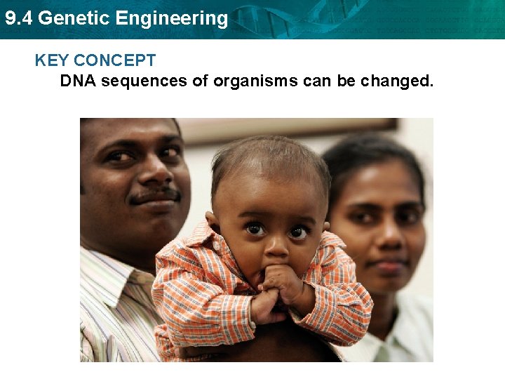 9. 4 Genetic Engineering KEY CONCEPT DNA sequences of organisms can be changed. 