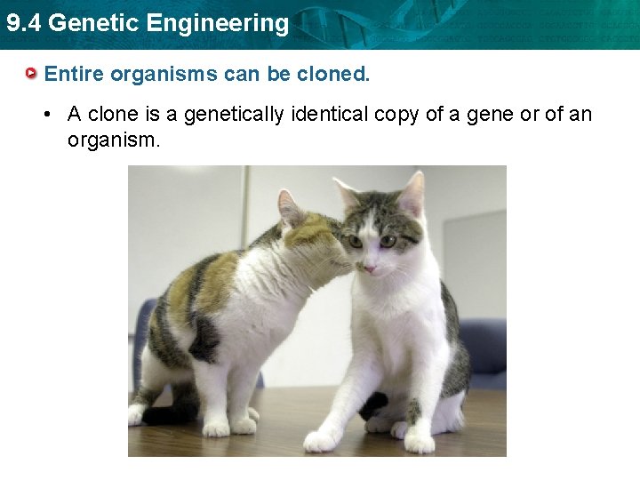 9. 4 Genetic Engineering Entire organisms can be cloned. • A clone is a