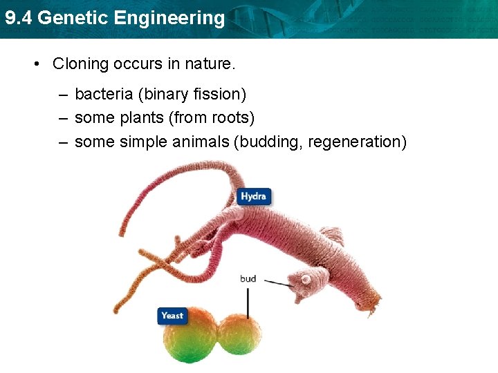 9. 4 Genetic Engineering • Cloning occurs in nature. – bacteria (binary fission) –