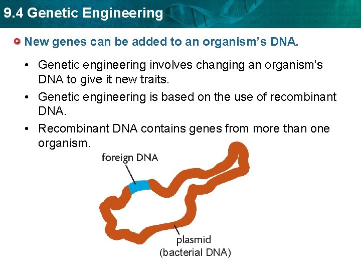 9. 4 Genetic Engineering New genes can be added to an organism’s DNA. •