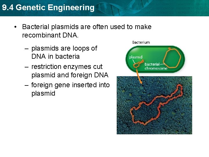 9. 4 Genetic Engineering • Bacterial plasmids are often used to make recombinant DNA.