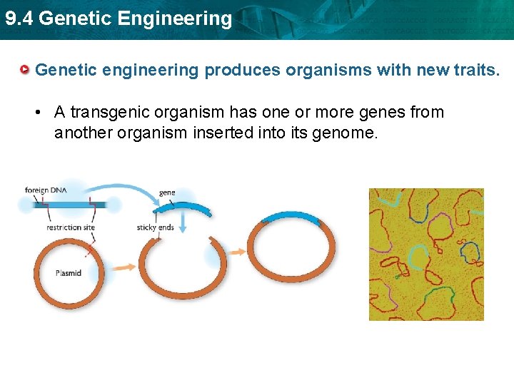 9. 4 Genetic Engineering Genetic engineering produces organisms with new traits. • A transgenic
