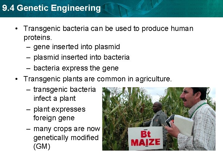 9. 4 Genetic Engineering • Transgenic bacteria can be used to produce human proteins.