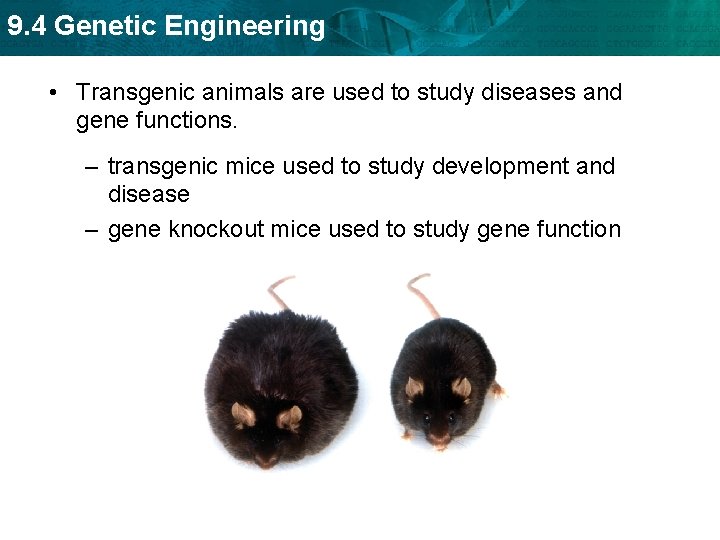 9. 4 Genetic Engineering • Transgenic animals are used to study diseases and gene