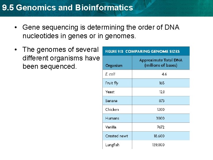 9. 5 Genomics and Bioinformatics • Gene sequencing is determining the order of DNA