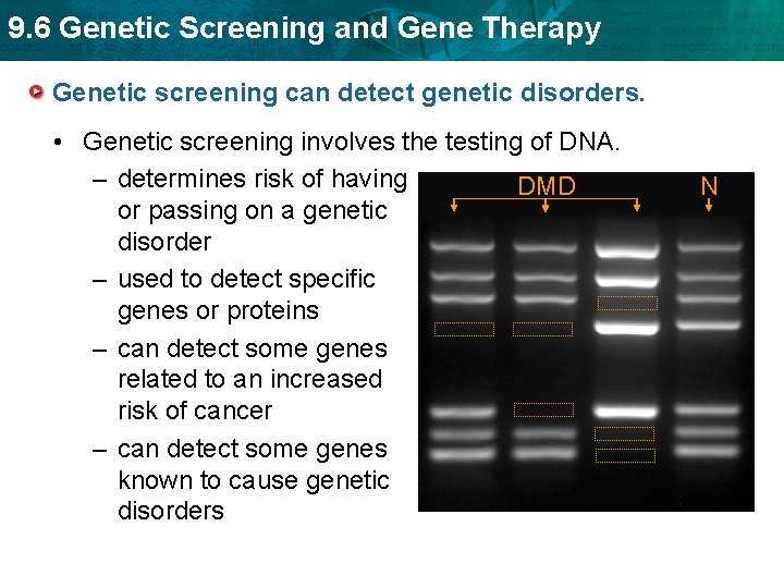 9. 6 Genetic Screening and Gene Therapy Genetic screening can detect genetic disorders. •