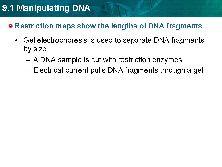 9. 1 Manipulating DNA Restriction maps show the lengths of DNA fragments. • Gel