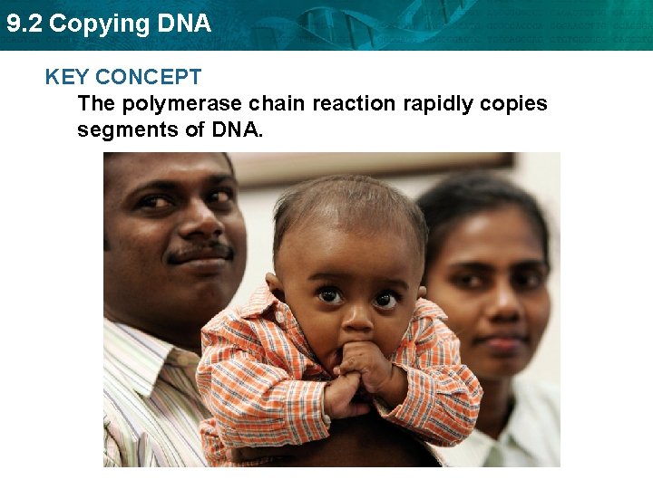9. 2 Copying DNA KEY CONCEPT The polymerase chain reaction rapidly copies segments of