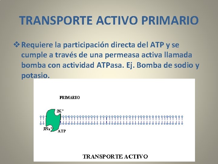 TRANSPORTE ACTIVO PRIMARIO v Requiere la participación directa del ATP y se cumple a