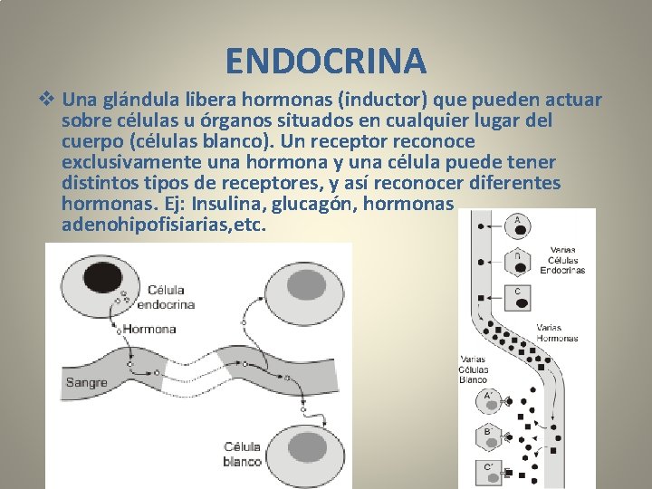 ENDOCRINA v Una glándula libera hormonas (inductor) que pueden actuar sobre células u órganos