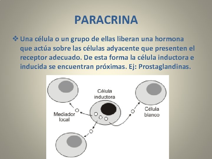 PARACRINA v Una célula o un grupo de ellas liberan una hormona que actúa