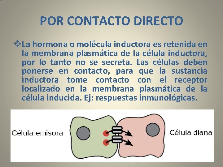 POR CONTACTO DIRECTO v. La hormona o molécula inductora es retenida en la membrana
