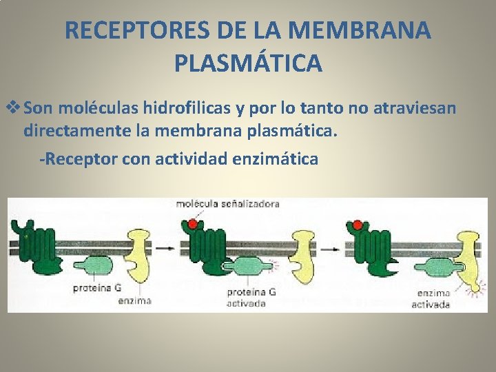 RECEPTORES DE LA MEMBRANA PLASMÁTICA v Son moléculas hidrofilicas y por lo tanto no