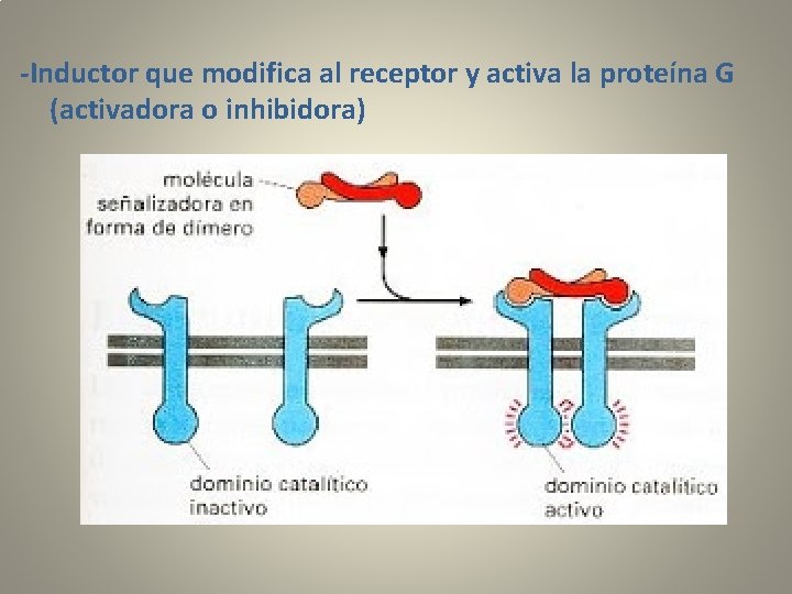 -Inductor que modifica al receptor y activa la proteína G (activadora o inhibidora) 