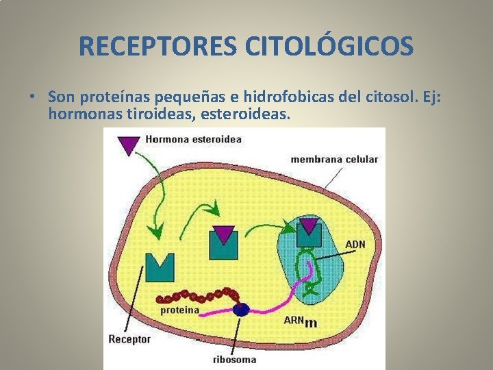 RECEPTORES CITOLÓGICOS • Son proteínas pequeñas e hidrofobicas del citosol. Ej: hormonas tiroideas, esteroideas.