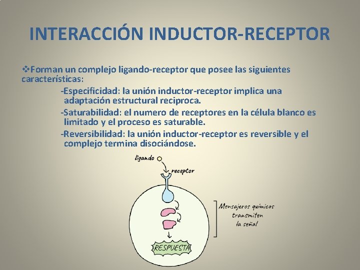 INTERACCIÓN INDUCTOR-RECEPTOR v. Forman un complejo ligando-receptor que posee las siguientes características: -Especificidad: la
