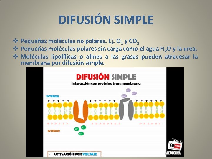 DIFUSIÓN SIMPLE v Pequeñas moléculas no polares. Ej. O 2 y CO 2 v