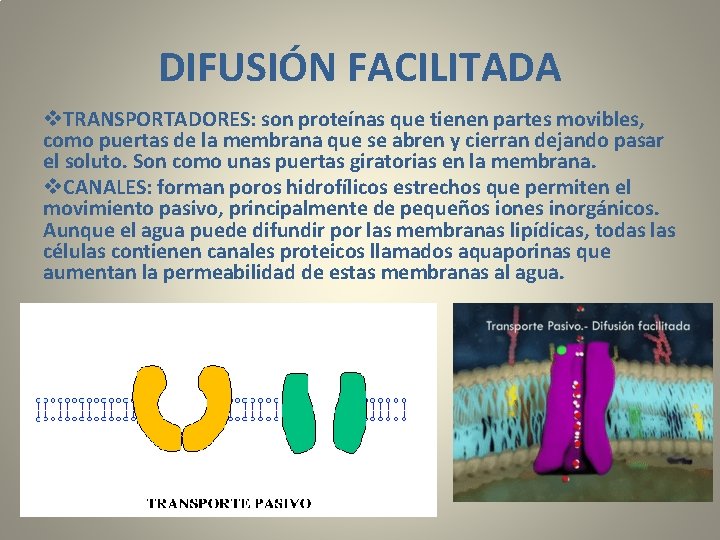 DIFUSIÓN FACILITADA v. TRANSPORTADORES: son proteínas que tienen partes movibles, como puertas de la