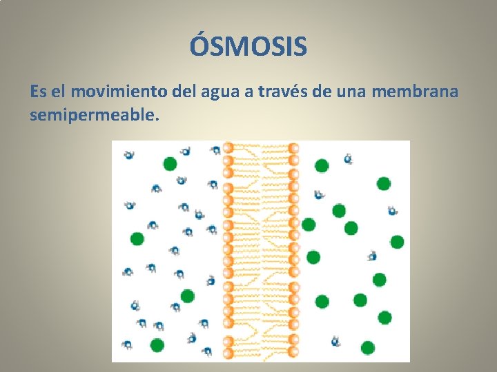 ÓSMOSIS Es el movimiento del agua a través de una membrana semipermeable. 