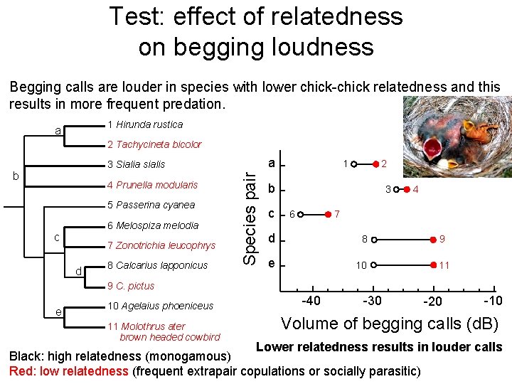 Test: effect of relatedness on begging loudness Begging calls are louder in species with