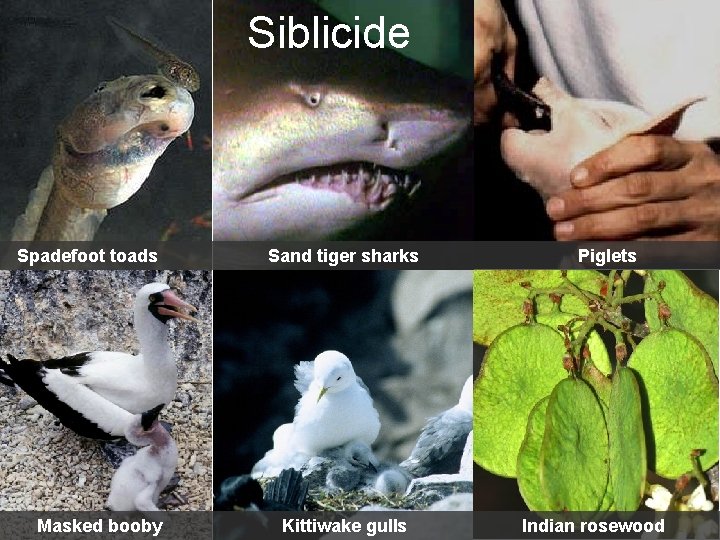 Siblicide Spadefoot toads Masked booby Sand tiger sharks Kittiwake gulls Piglets Indian rosewood 