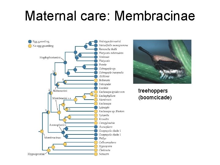 Maternal care: Membracinae treehoppers (boomcicade) 