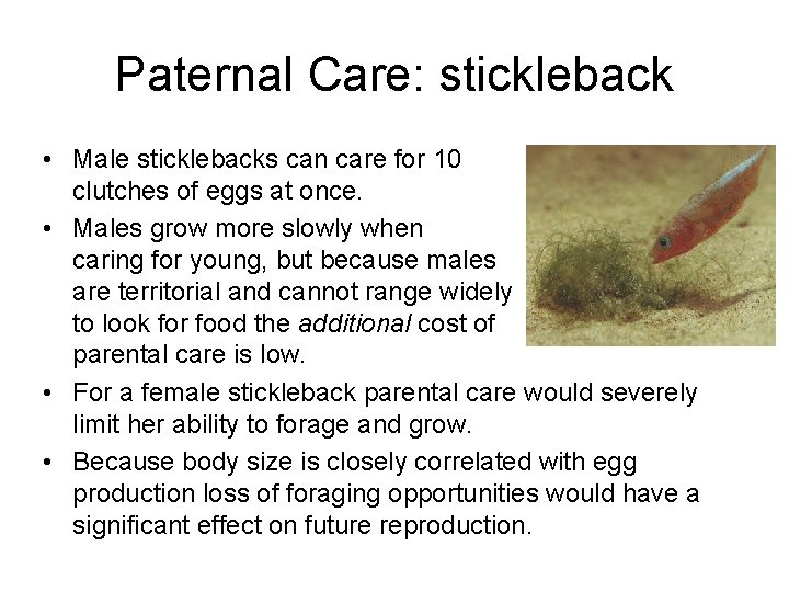 Paternal Care: stickleback • Male sticklebacks can care for 10 clutches of eggs at