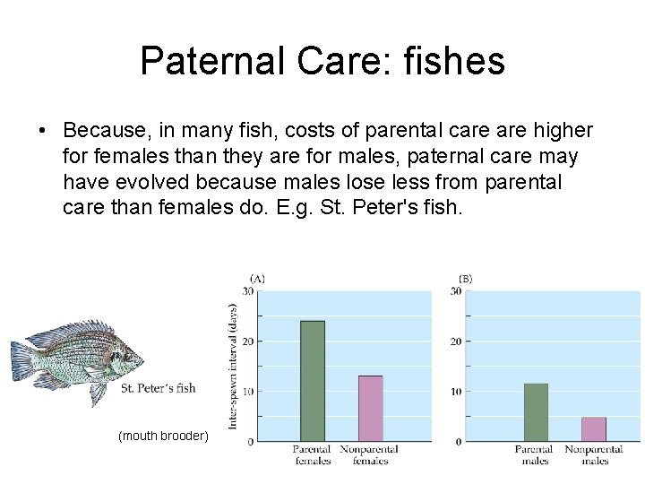 Paternal Care: fishes • Because, in many fish, costs of parental care higher for