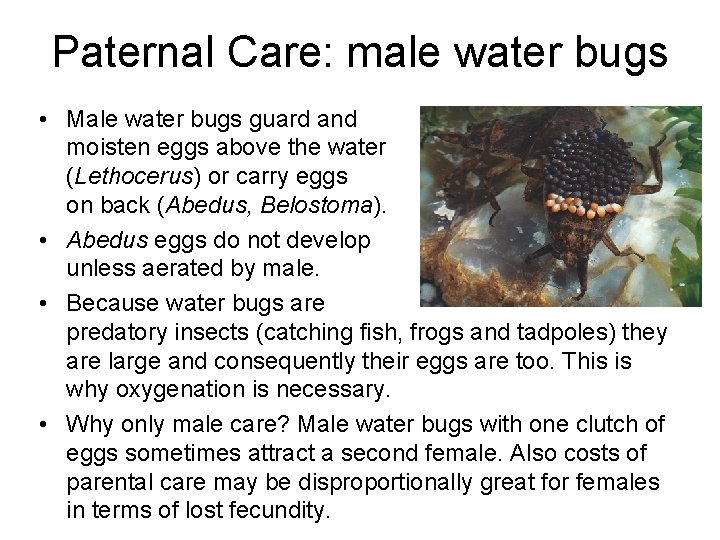 Paternal Care: male water bugs • Male water bugs guard and moisten eggs above
