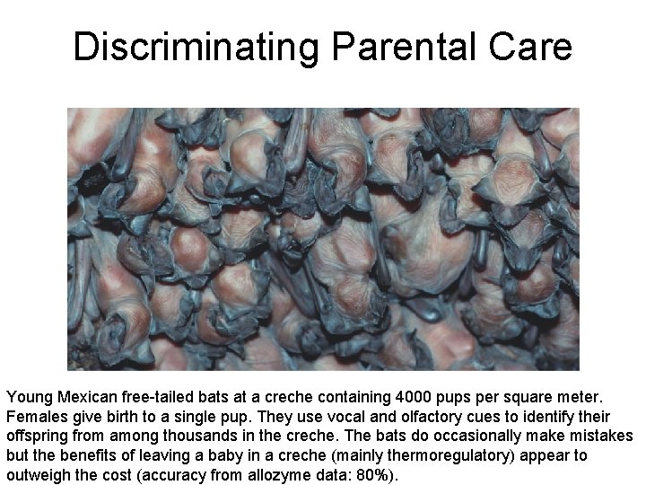 Discriminating Parental Care Fig 12. 7 Young Mexican free-tailed bats at a creche containing